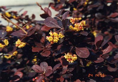 �Ԃ��t���ςɉ��F���ԁB�Ȃ񂾂낤�B