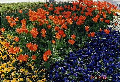 �p���W�[�Q��ƃ����ȁH�̉�